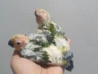 Sun Conure Chicks