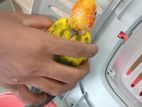 sun conure chick