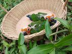 Sun Conure Chicks