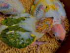 Sun Conure Chick