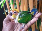 Sun Conure Chick