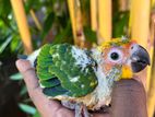 Sun Conure Chicks