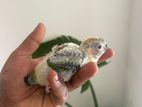 Sun Conure Chicks