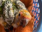 Sun Conure Chicks