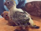 Sun Conure Chicks
