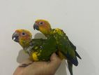 Sun Conure Chicks