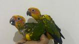 Sun Conure Chicks