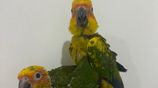Sun Conure Chicks