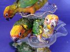Sun Conure Chicks
