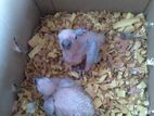 Sun Conure Chicks