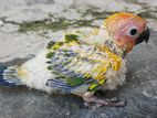 Sun Conure Chicks
