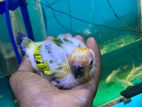 Sun Conure Chicks