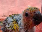 Sun conure chicks