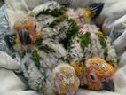 sun conure chicks