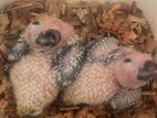 Sun Conure Chicks