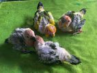 Sun Conure Chicks