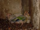 Sun Conure Chicks