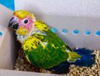 Sun Conure Chicks