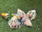 Sun Conure Chicks