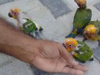 Sun Conure Chicks