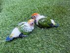 Sun Conure Chicks