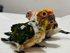 Sun Conure Chicks