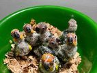 Sun Conure Chicks