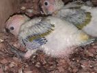 Sun Conure Chicks