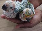 Sun Conure Chicks