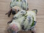 Sun Conure Chicks