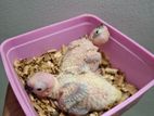 Sun Conure Chicks