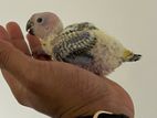 Sun Conure Chicks