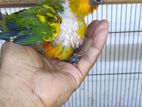 Sun Conure Chicks