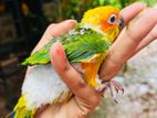 Sun Conure Chicks