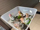 Sun Conure Chicks
