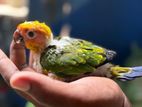 Sun Conure Chicks