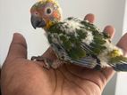Sun Conure chicks