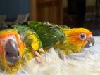Sun Conure Chicks