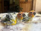 Sun Conure Chicks