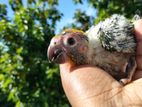 Sun Conure Chicks