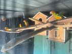 Sun Conure Chicks