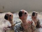 Sun Conure Chicks