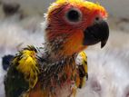 Sun Conure Chicks