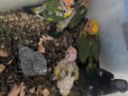 Sun Conure Chicks