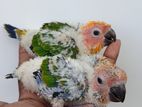 Sun Conure Chicks