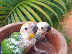 Sun Conure Chicks
