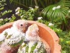 Sun Conure Chicks