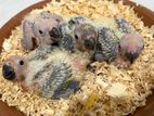Sun Conure Chicks