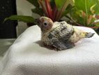 Sun Conure Chicks