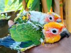 sun conure chicks hand feed